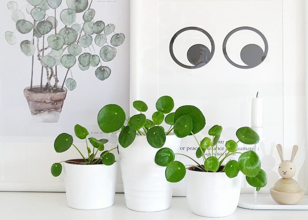 salon scandinave panier rotin et plante pilea peperomiodres