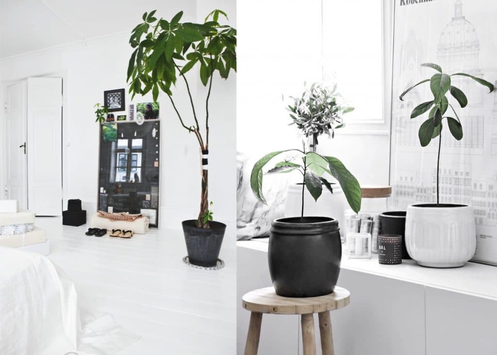 comment faire pousser un avocat noyau tutoriel - blog déco - clem around the corner