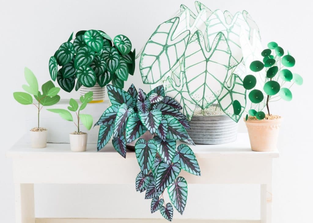 plante en papier monstera feuilles vert couleurs cover - blog déco - clem around the corner