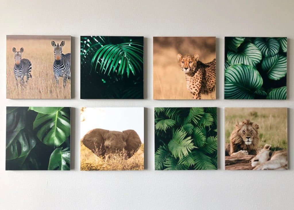 décoration retour voyage pele-mele photos safari jungle mixpix