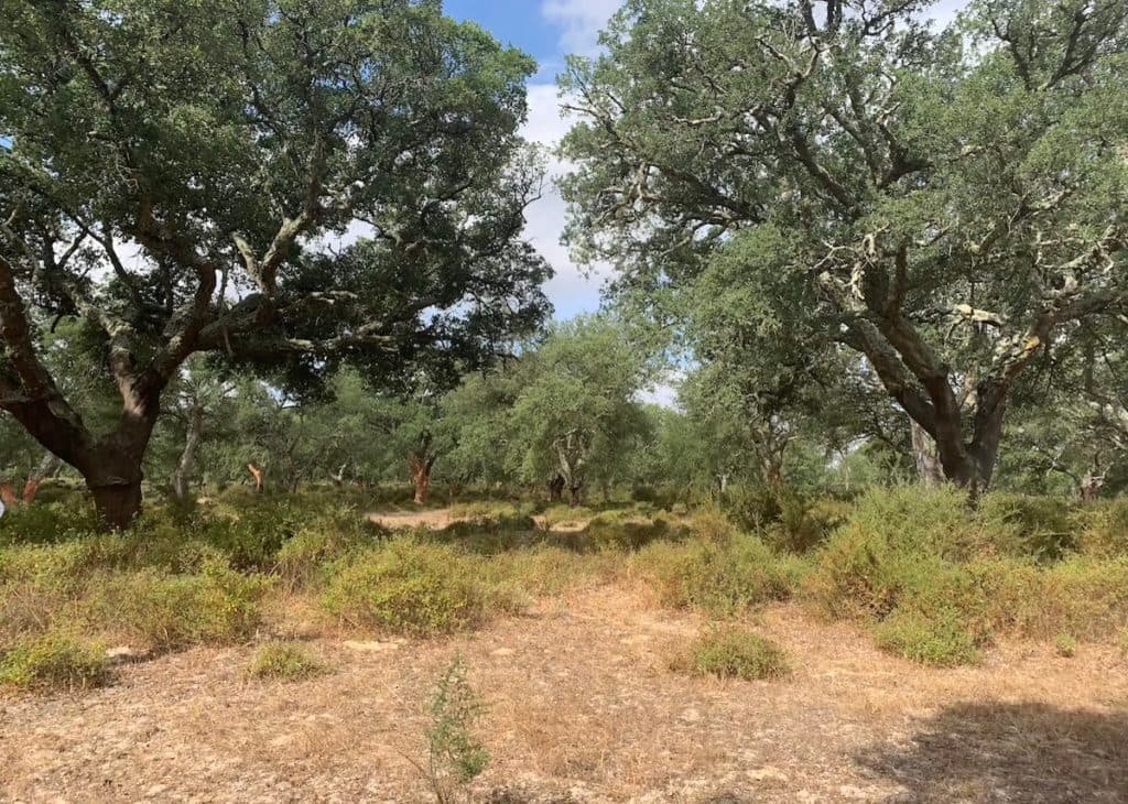 forêt chênes liège Portugal leroy merlin - blog déco - clemaroundthecorner