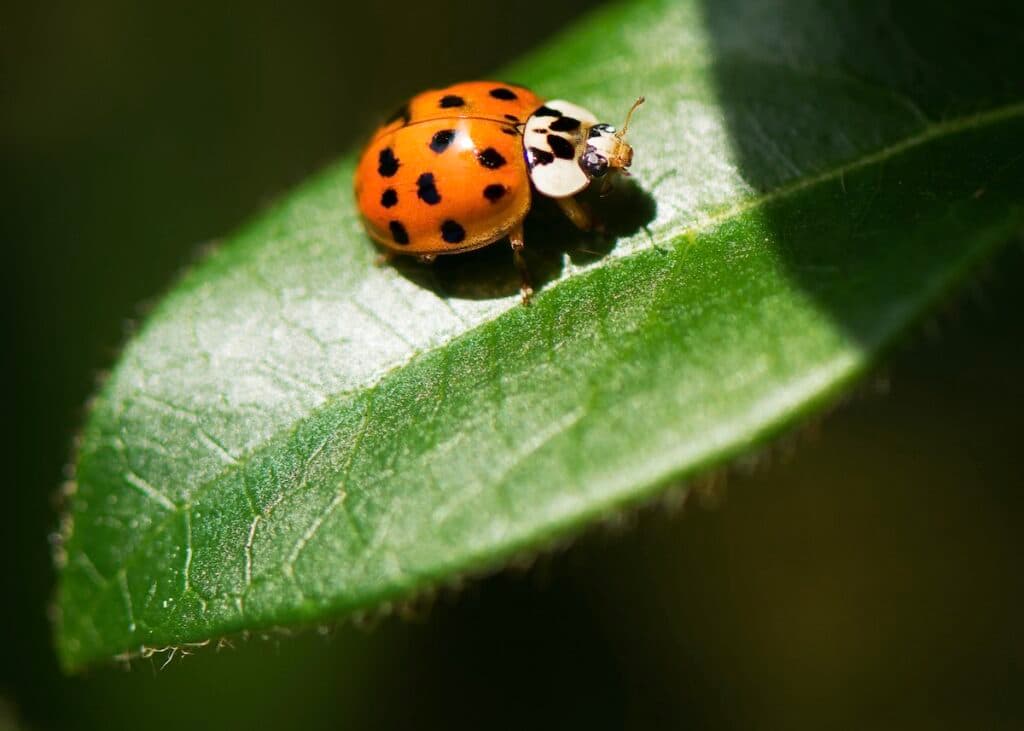 jardin bio ville astuce écolo entretien plante fleur - blog déco - clem around the corner