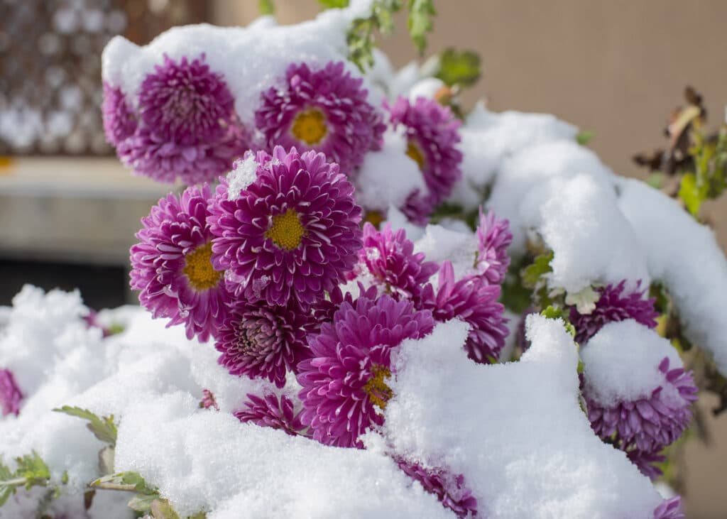 plantes fleurs d'hiver sous la neige