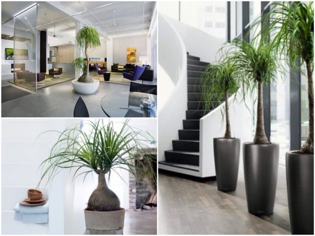 arbuste palmier pied d'éléphant choisir sa plante d'intérieur