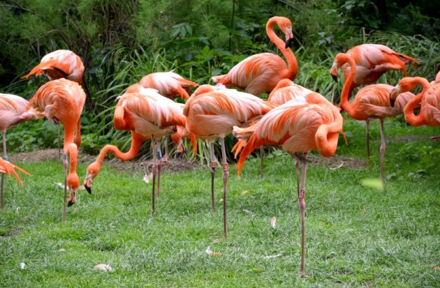 flamant rose déco jardin des plantes