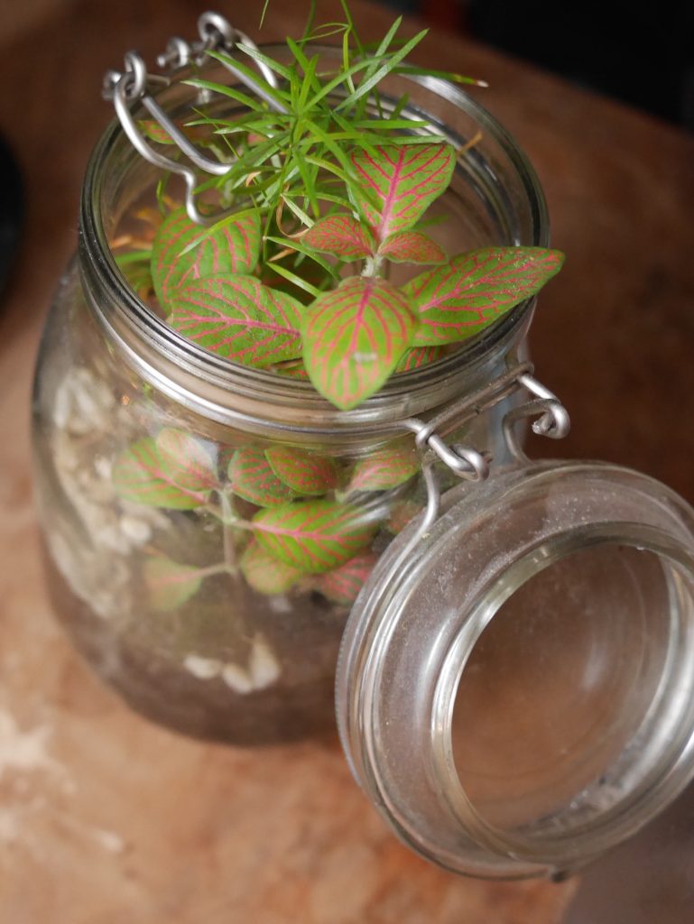 upcycling bocal en verre de conserve en terrarium