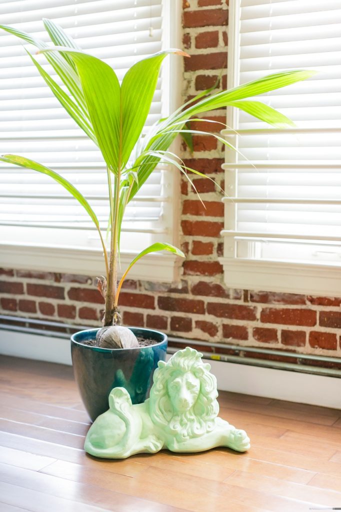 Urban jungle colorée appartement fluo multicolore