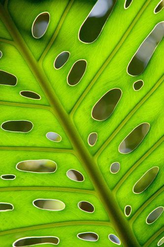 Pantone Vert Greenery la couleur de l’année 2017