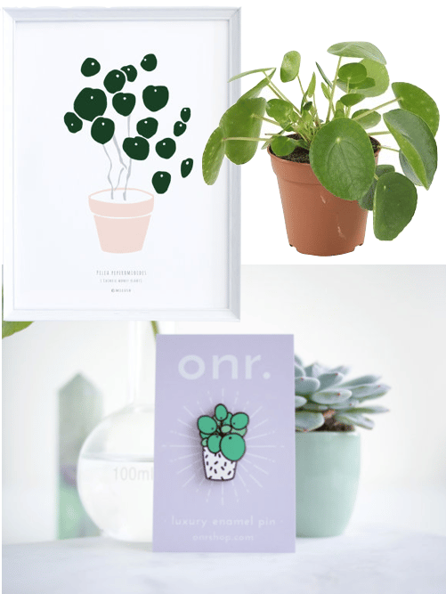 ou acheter un pilea peperomiodes