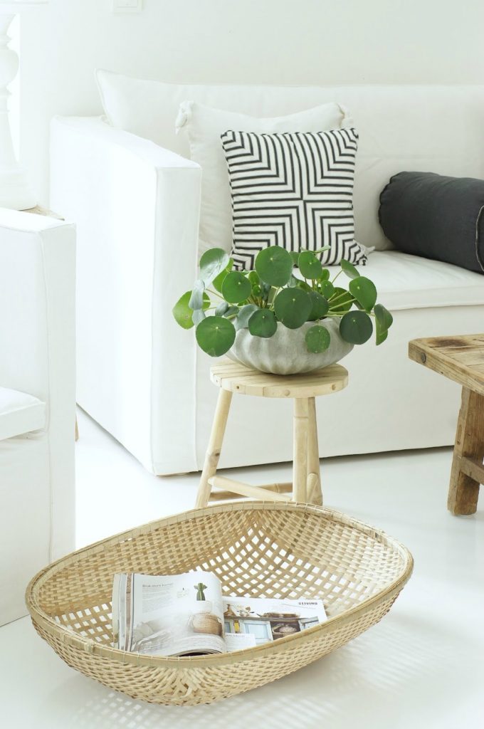 pilea peperomioides entretien deco scandinave