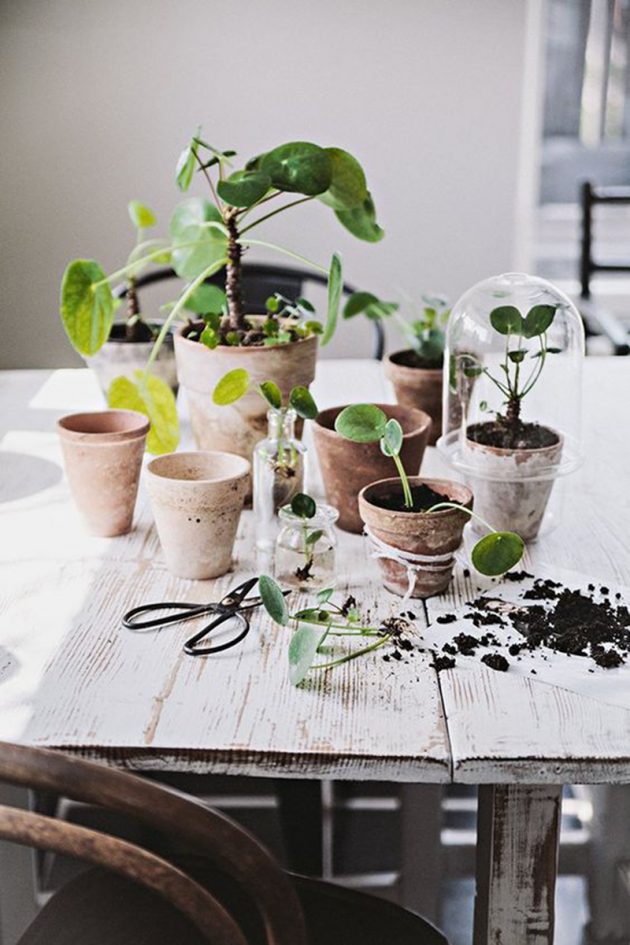 le pilea peperomioides plante missionnaire elephant ear succulente feuille ronde