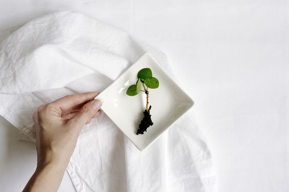 bouture de pilea peperomioides printemps rempotage