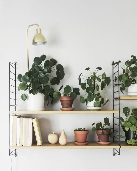 etagere string plante grasse verte succulente et lampe laiton