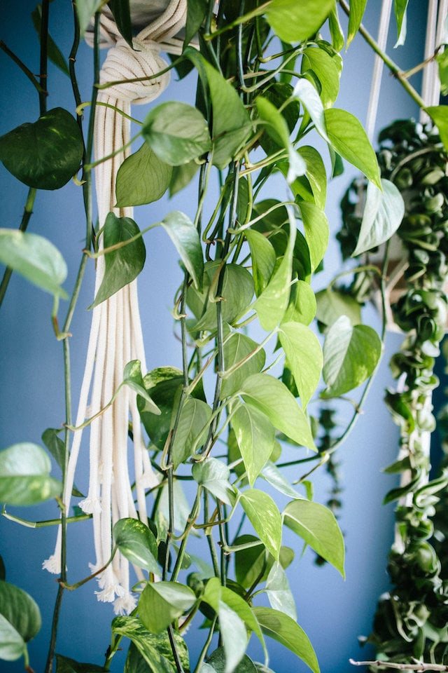 les plantes dégoulinent du pot suspendu en corde macramé