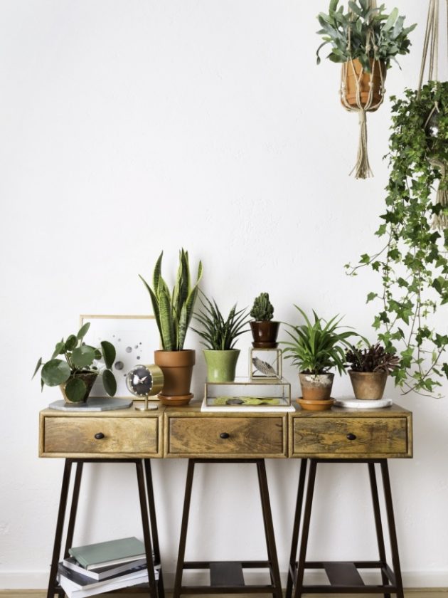 Accumulation de plantes vertes et grasses pour apporter beaucoup de vie dans la décoration scandinave vintage