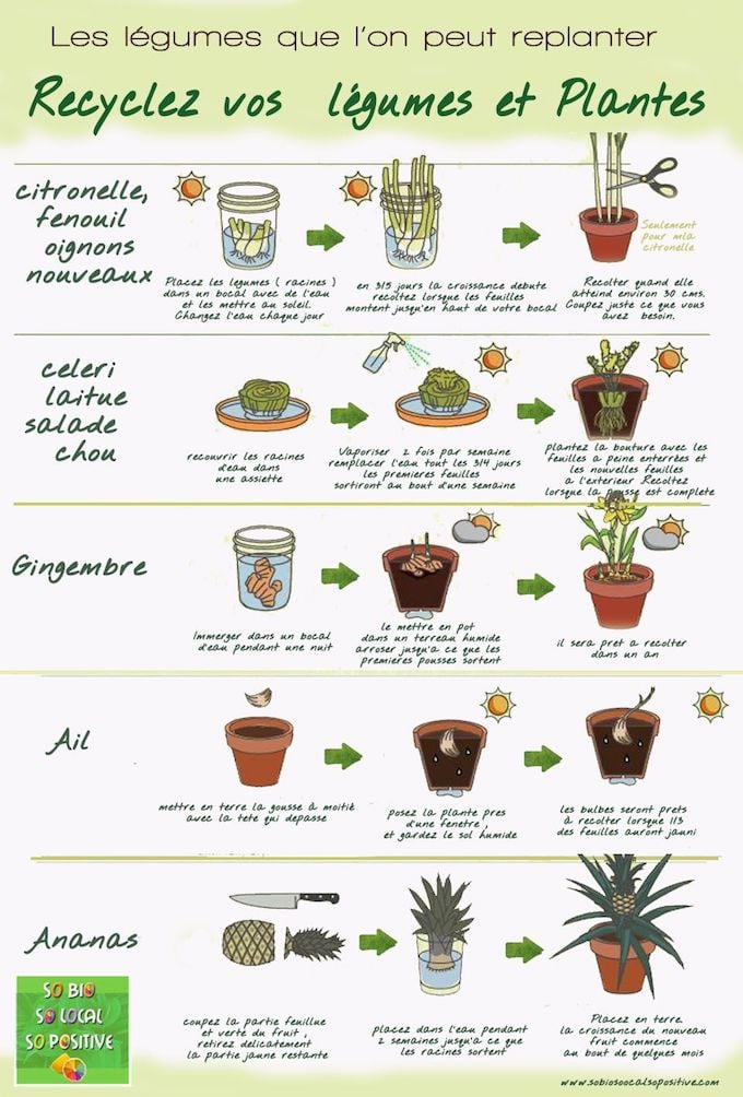 jardiner en appartement potager interieur legume a replanter