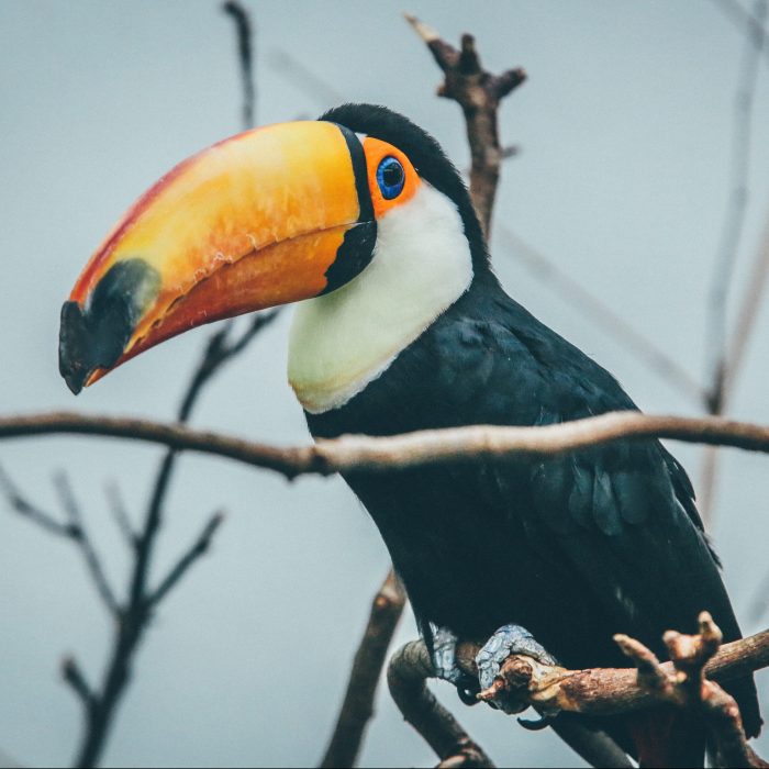 déco toucan sur les chutes d iguazu bresil argentine