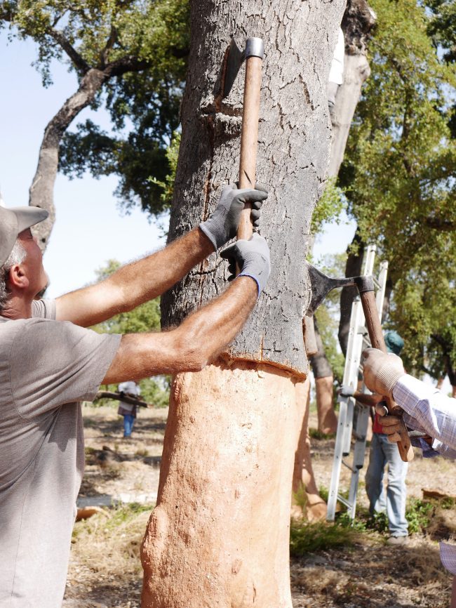 Suberaie récolte chêne liège déco foret Portugal