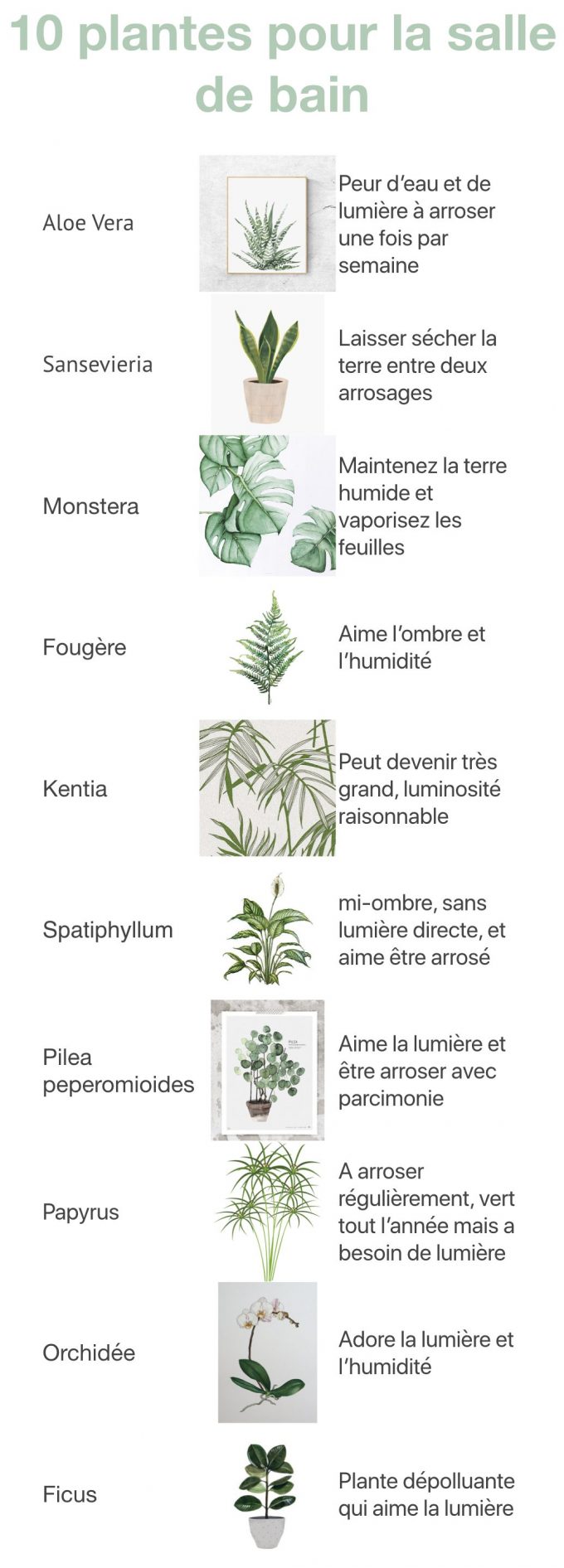 plante pour la salle de bain theme nature blog deco clem around the corner