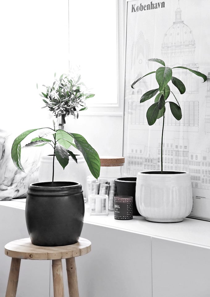 faire pousser un avocat noyau plante arbuste - blog déco - clem around the corner