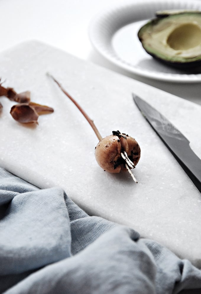 comment faire pousser un avocat à partir noyau - blog déco - clem around the corner