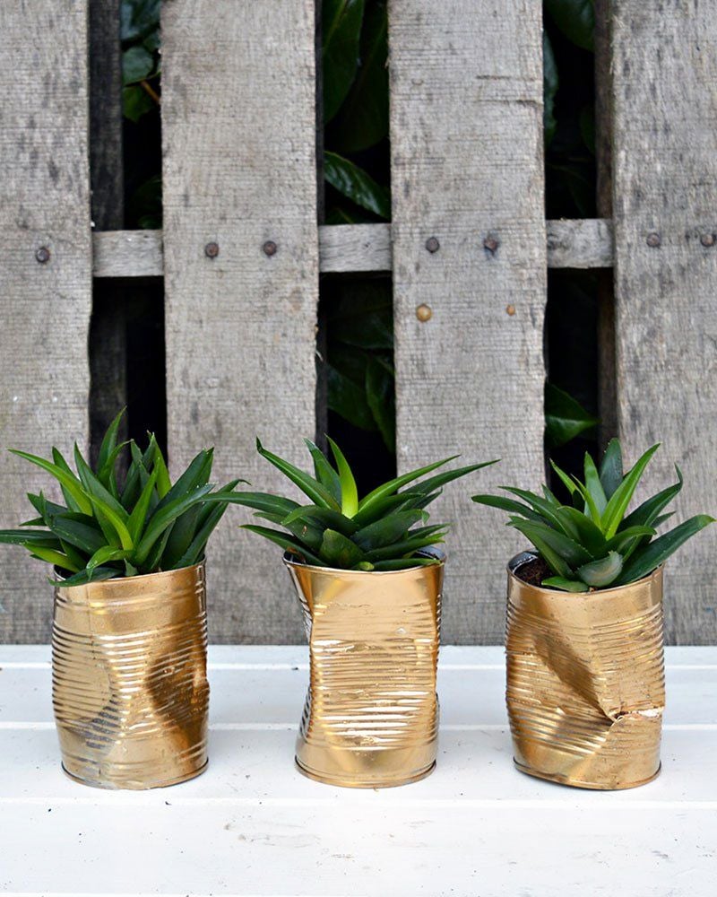 zéro déchet boite conserve diy style industriel doré métal cache pot - blog déco - clem around the corner