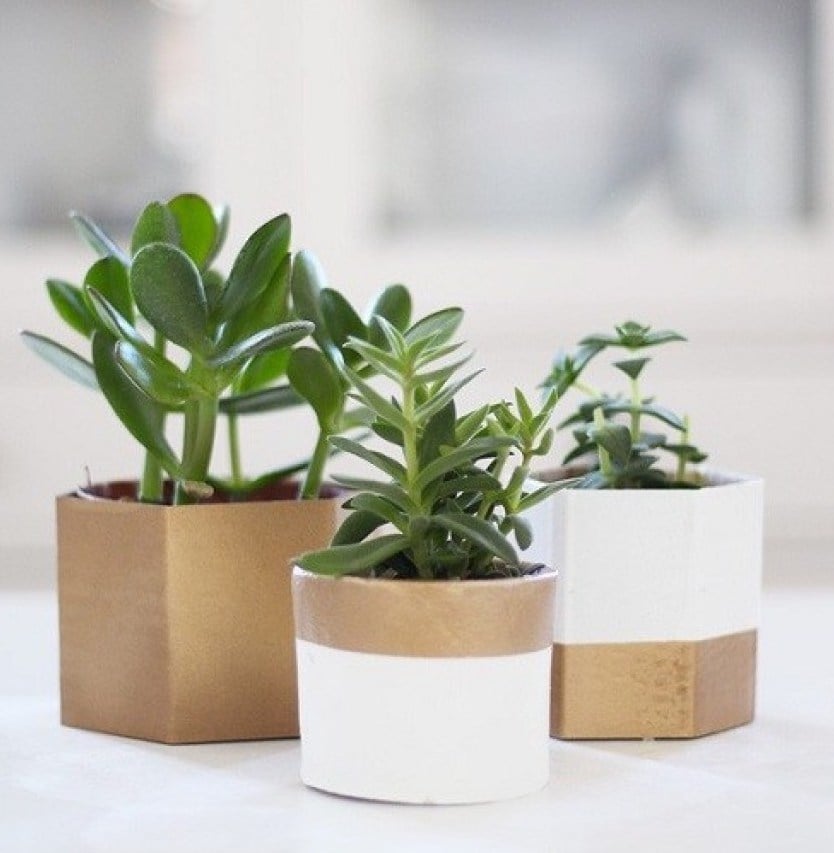 cache pot carton récup bicolore doré blanc bande couleurs plantes grasses - blog déco - clem around the corner