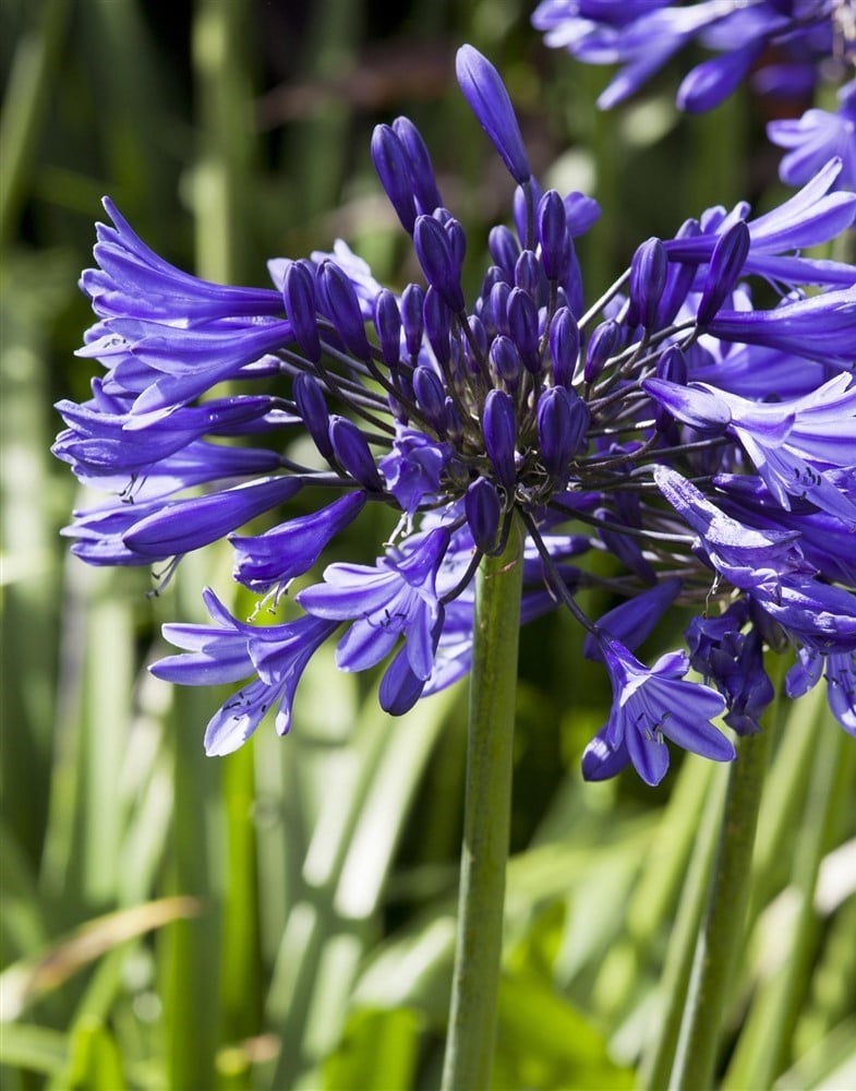 plantes balcon exposition sud agapanthe - blog déco - clem around the corner