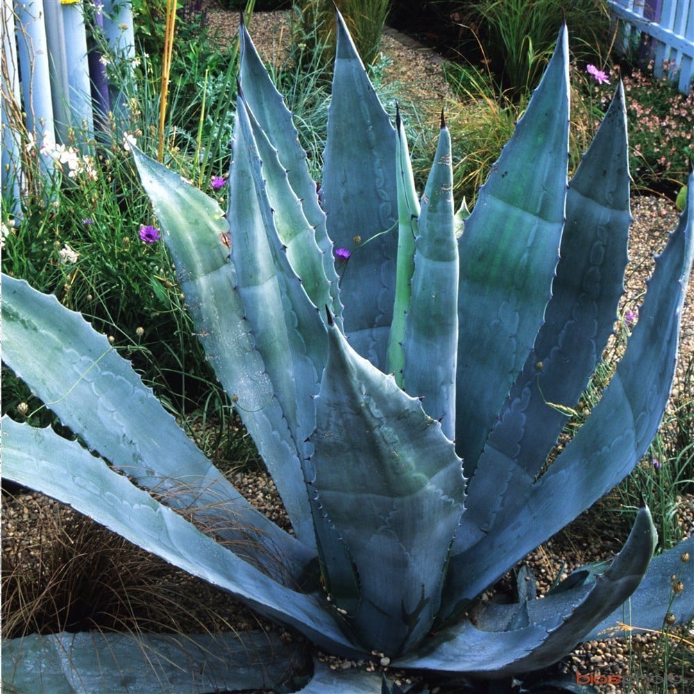plantes balcon exposition sud agave - blog déco - clem around the corner