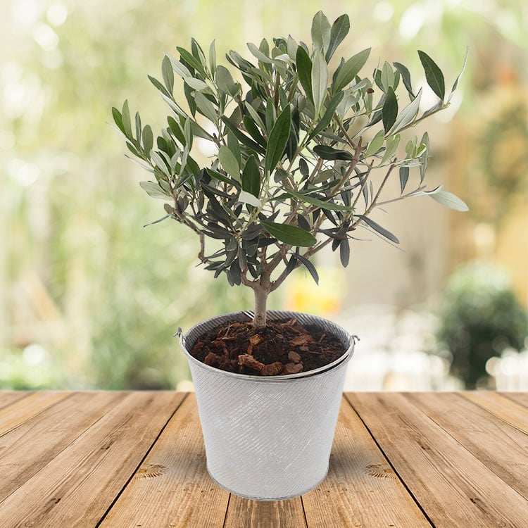 plantes balcon exposition sud olivier pot - blog déco - clem around the corner