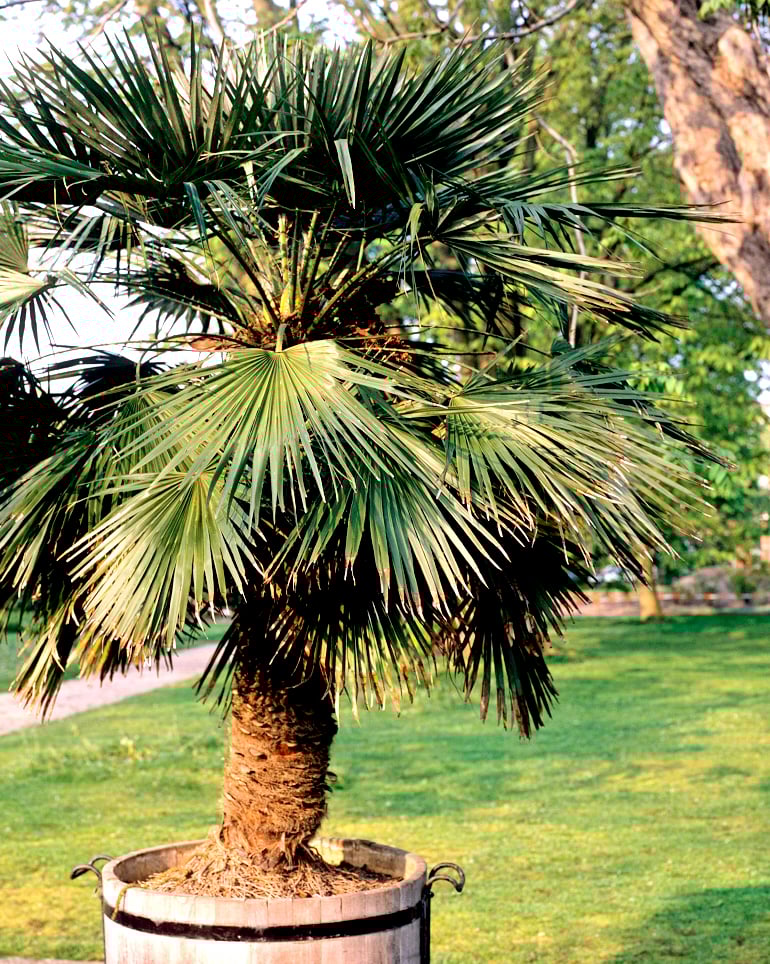 plantes balcon exposition sud palmier chanvre - blog déco - clem around the corner