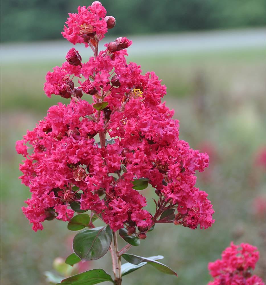 plantes balcon exposition sud lillas des indes rose - blog déco - clem around the corner