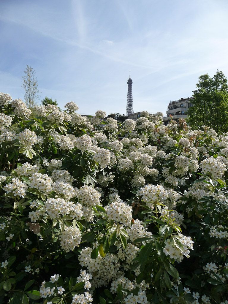 plante balcon ouest oranger du mexique tour eiffel buisson - blog déco - clem around the corner