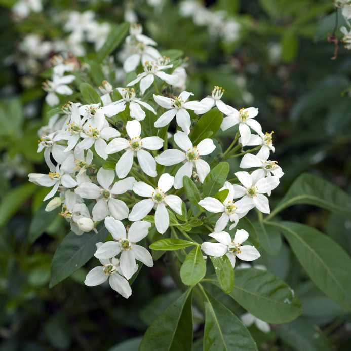 plante balcon ouest oranger du mexique fleur blanche - blog déco - clem around the corner