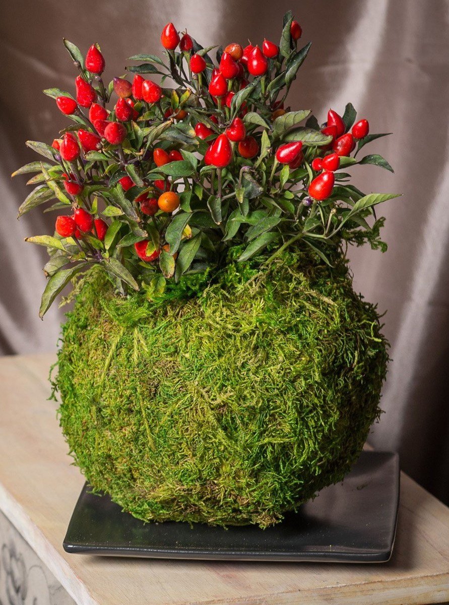 comment faire un kokedama plante originale rouge mousse plat noir - blog déco - clem around the corner