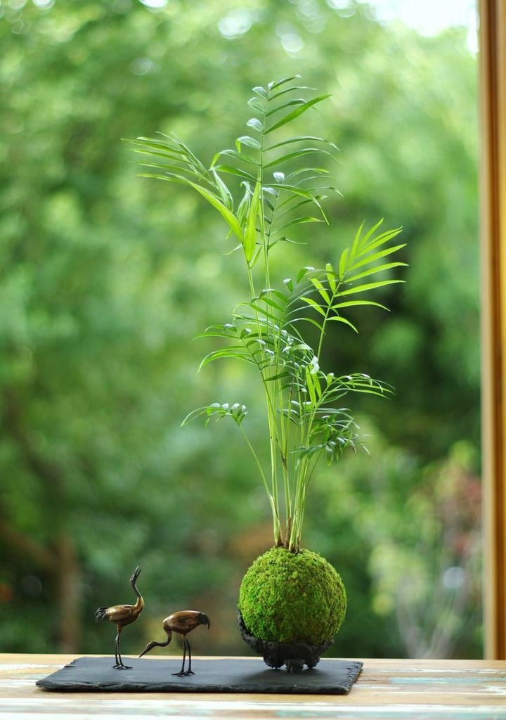 comment faire un kokedama plante verte ardoise forêt composition florale végétal - blog déco - clem around the corner