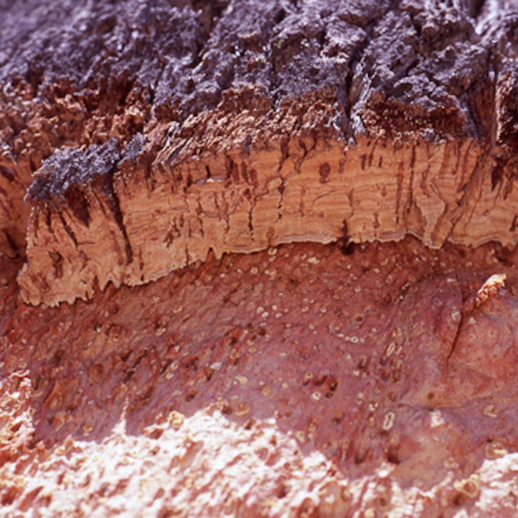 arbre liège extraction écorce sol revêtement naturel bio amorim