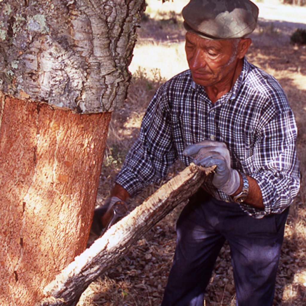 Écorce processus extraction du liège arbre composant naturel sol revêtement amorim