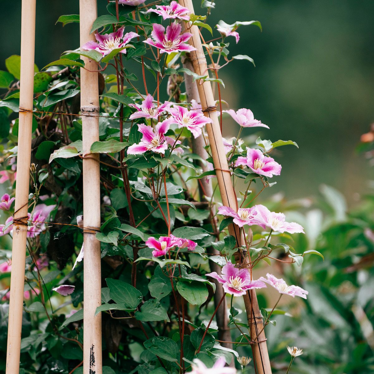plante grimpante balcon Ouest fleur étoile blanche violette rose