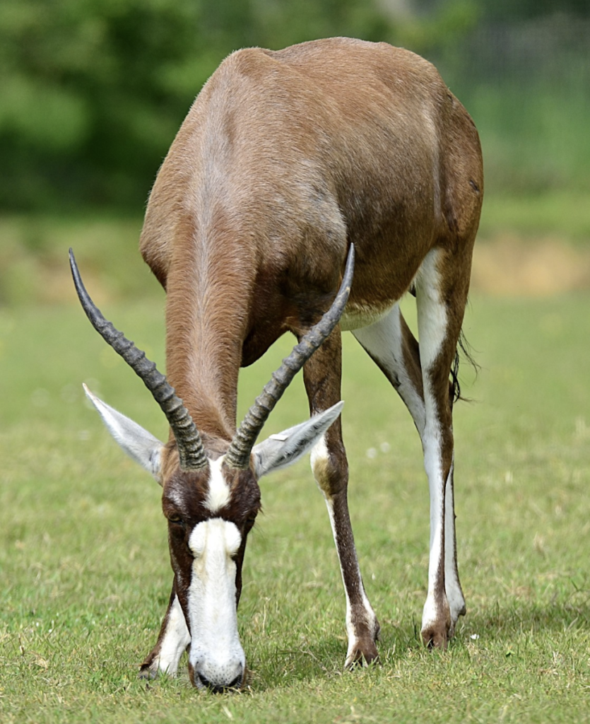 damalisque à front blanc animal planète sauvage zoo clematc
