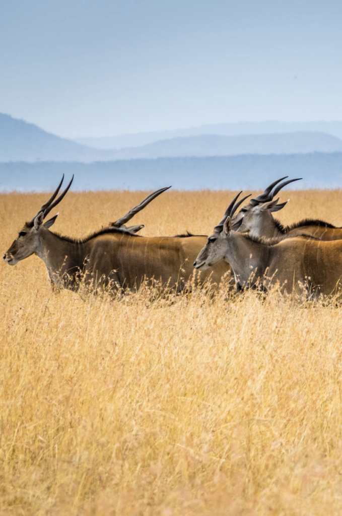 eland du cap animal sauvage planète sauvage zoo parc animalier - blog clemaroundthecorner