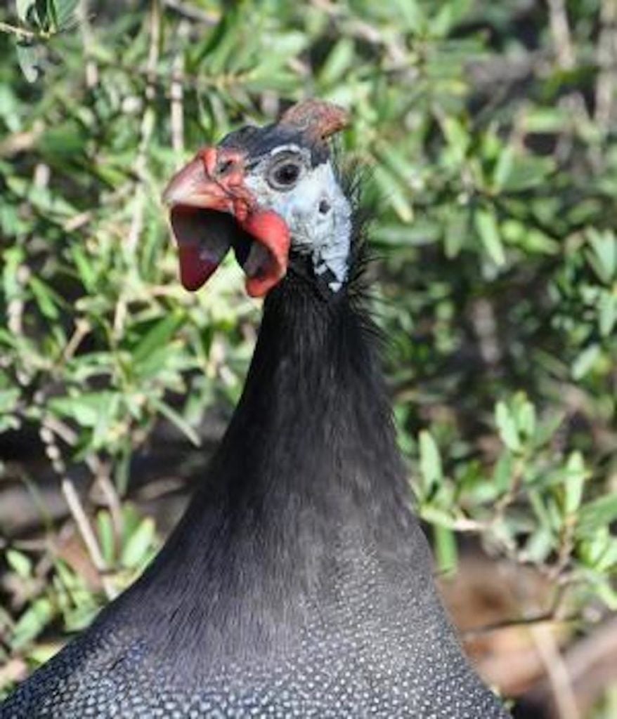 pintade à casque animaux sauvage safari zoo clematc