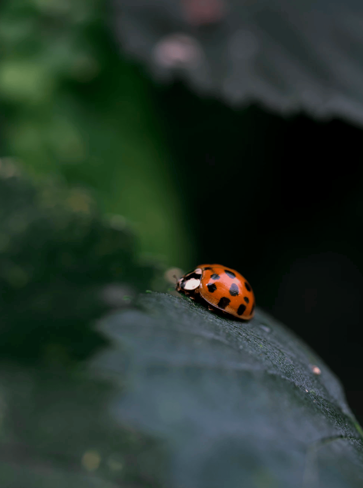 coccinelle mangeur pucerons insectes extérieur nature biodiversité - clematc