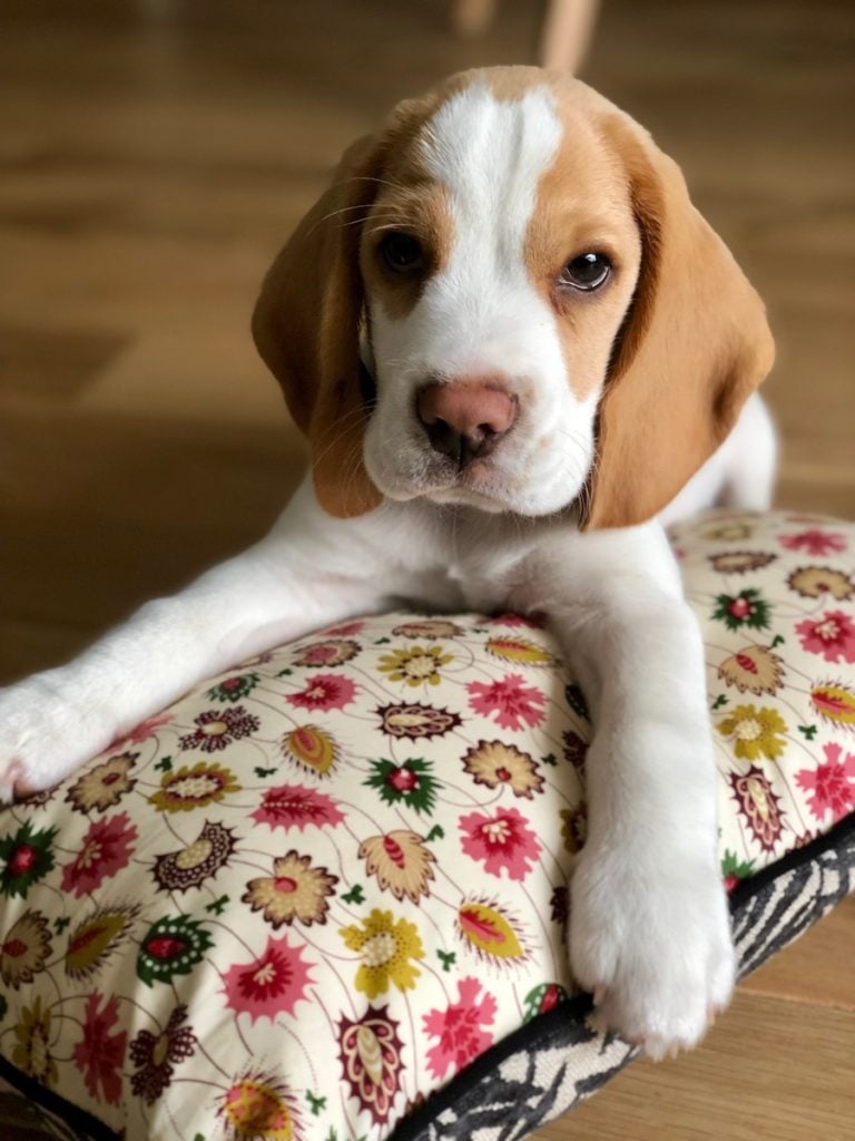 Toiles de mayenne beagle lemon chiot mignon sol parquet bois massif - blog déco - clemaroundthecorner