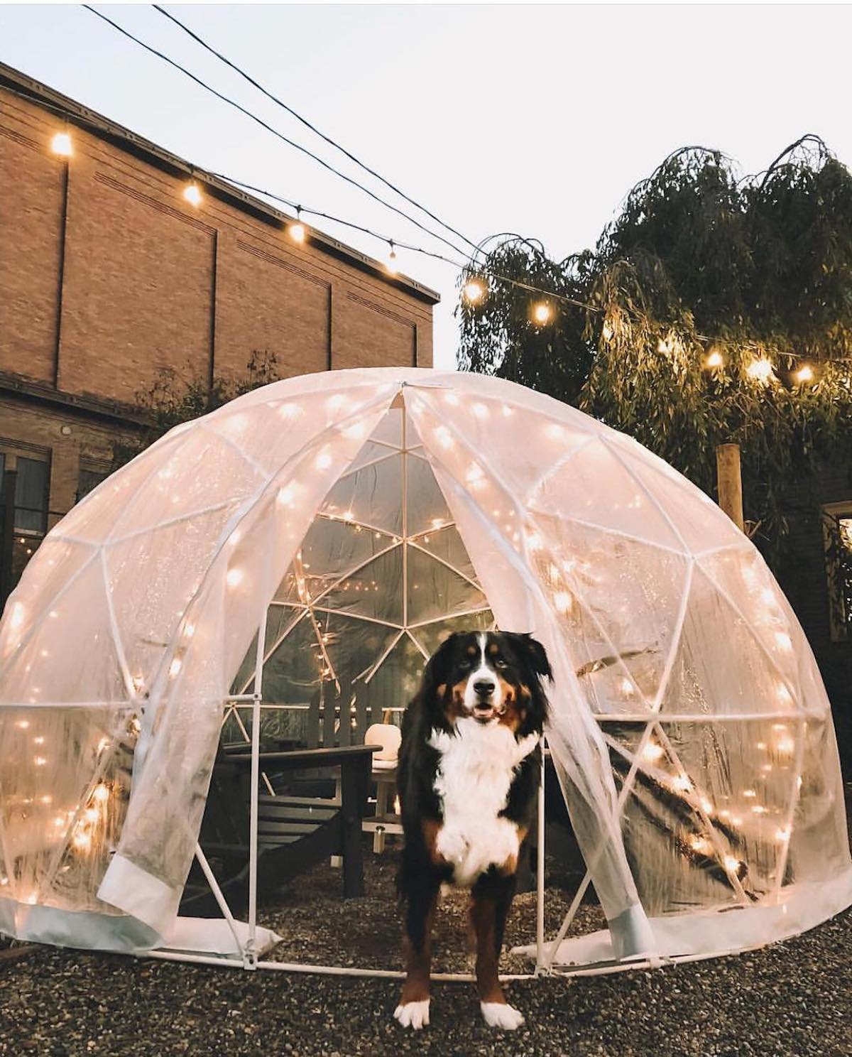 garden igloo chien bouvier bernois guirlande guinguette déco tendance clemaroundthecorner