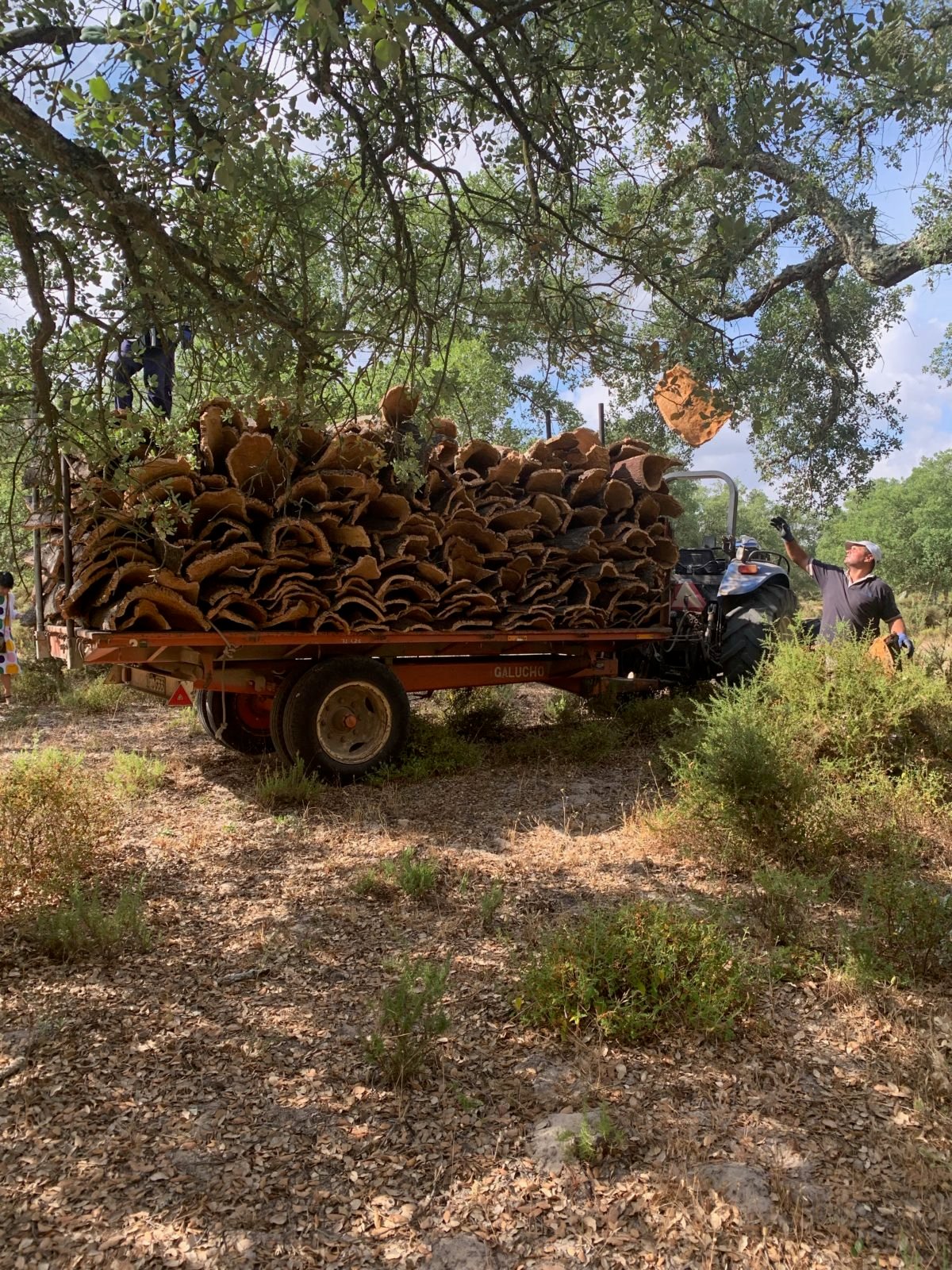 récolte suberaies camion forêt usine de tri - blog déco - clematc