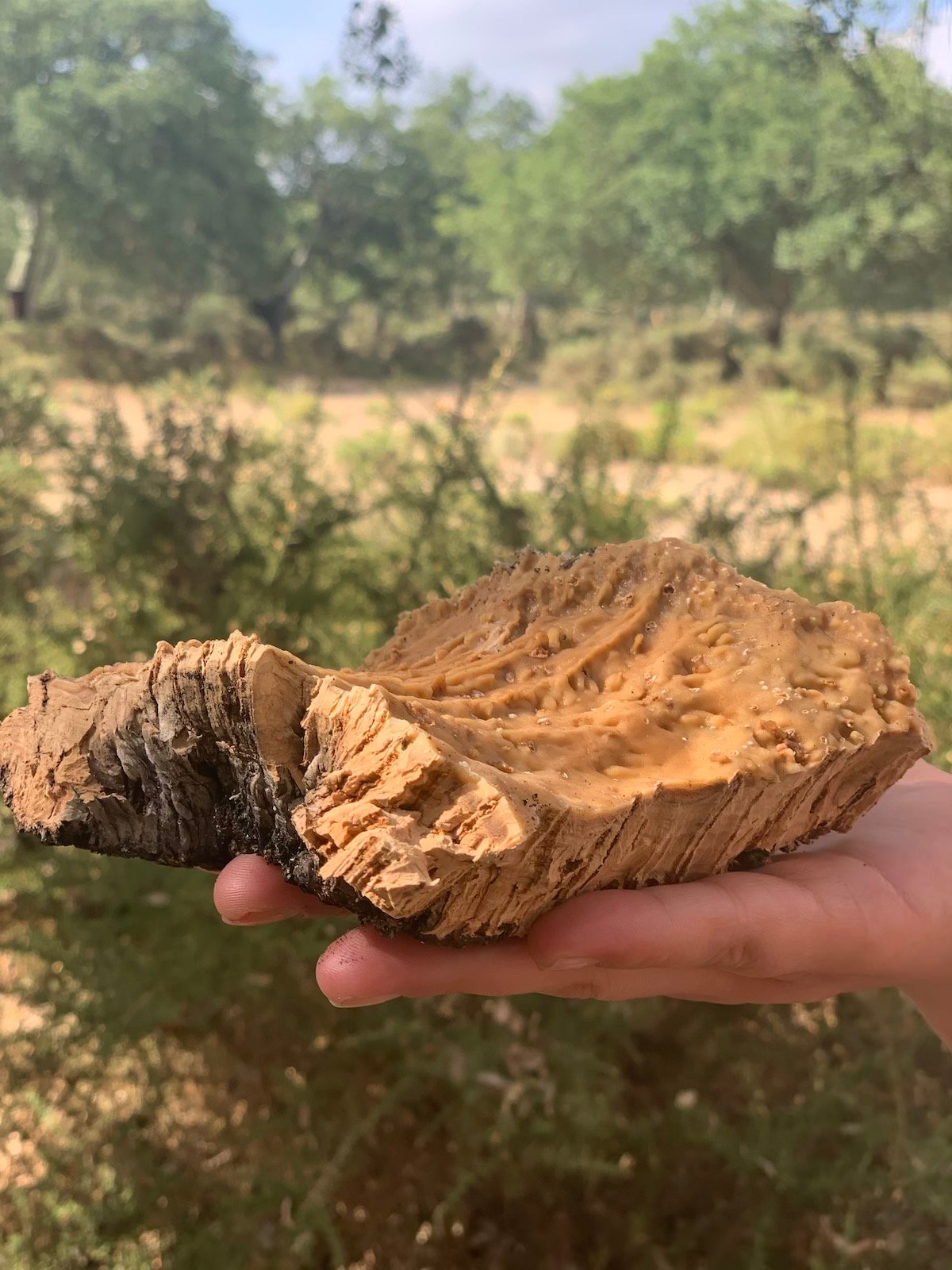 écorce liège forêt main manteau arbre matériau renouvelable responsable - blog clematc