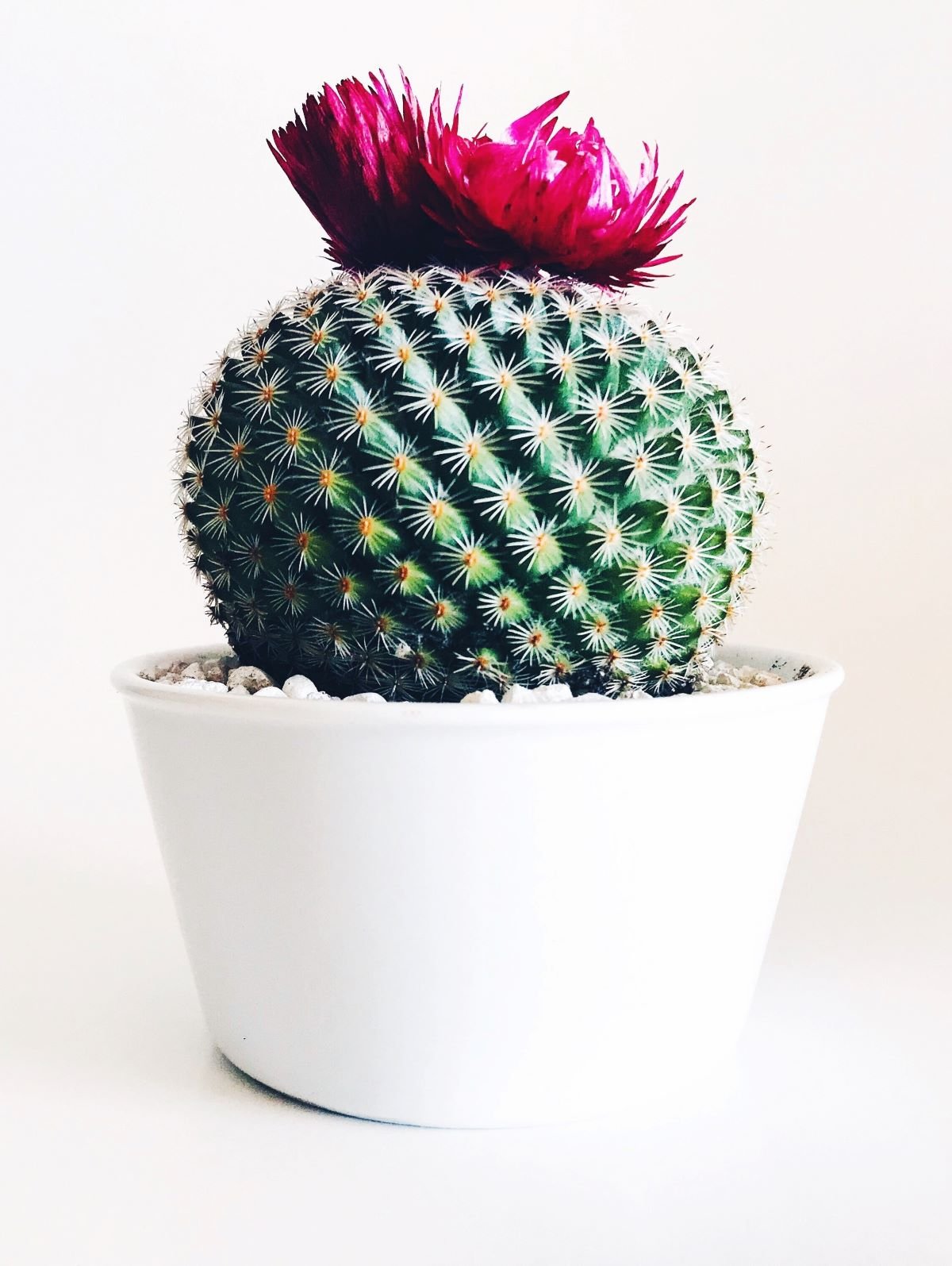 pante ronde fleur rose cache pot blanc décoration épurée