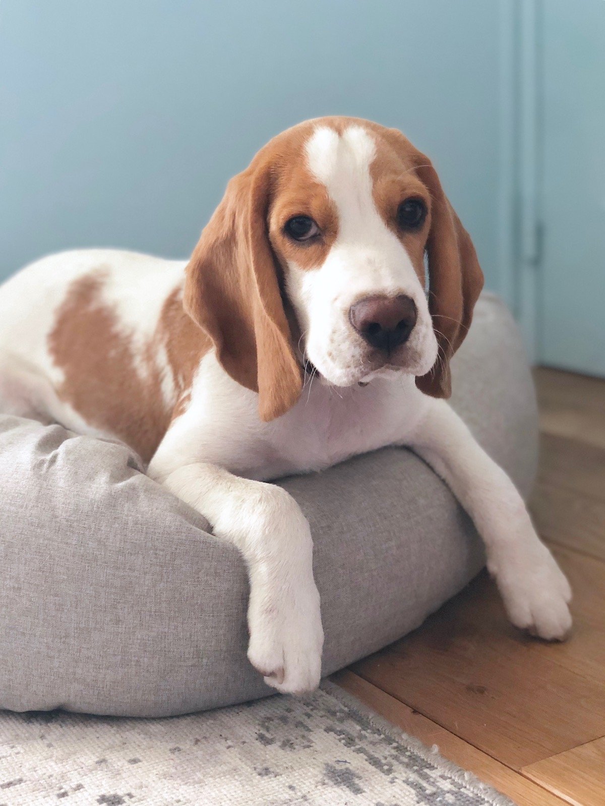 avis lit panier design chien chiot beagle - blog déco - clem around the corner