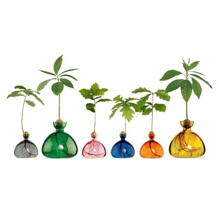 vase design coloré pour pousse noyau avocat gland chêne